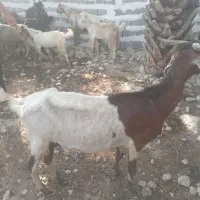 بز و پازن