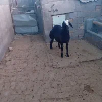 بره نر افشار|حیوانات مزرعه|بوئین زهرا, |دیوار