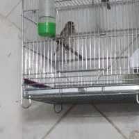 سهر نر. هیولا