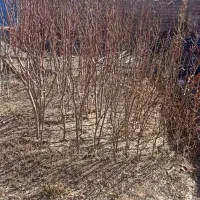 نهال گردو بادام درجه یک