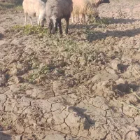 گوسفنددرخفاجیه سوسنگرد