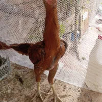 3 عدد جوجه لاری درجه یک نیس در میاندوآب