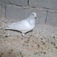 کبوتر|پرنده|گلبهار, شهر جدید گلبهار|دیوار