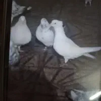 کبوتر نر کاکلی پاک سفید