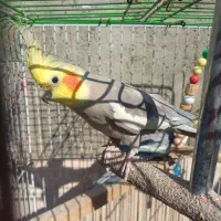 دو عدد عروس هلندی هر دو نر هستن بسیار بازیگوش|پرنده|بهارستان, |دیوار