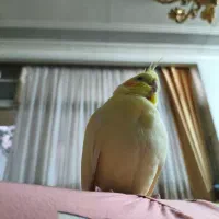 گم شده