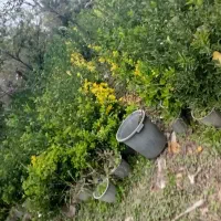شمشاد گلدان|گل و گیاه طبیعی|سنگر, |دیوار