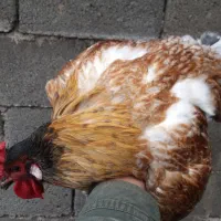 خروس تزئینی.بوقلمون و مرغ شاخدار نر سفید