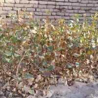 نهال پسته یکساله|خدمات باغبانی و درختکاری|شهرآباد, |دیوار