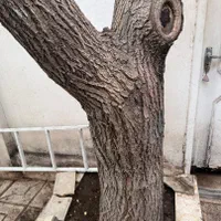 هرس و قطع درختان خشک با اره در کمترین زمان ممکن