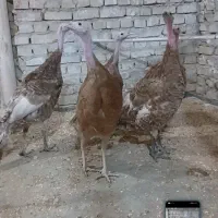 بوقلمون بربون|حیوانات مزرعه|یزد, |دیوار