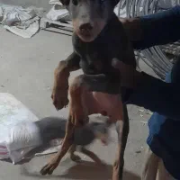 فروش سگ دوبرمن و شیتزو|سگ|کرمانشاه, |دیوار