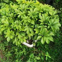 گل وگیاه بنسای گل شفلرا