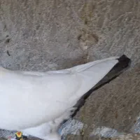 کبوتر رنگی پرشی|پرنده|عسلویه, |دیوار