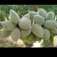 بادام شیرین تازه درجه ۱ لردگان|خوردنی و آشامیدنی|اصفهان, ارداجی|دیوار