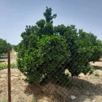 5600-متر-باغ-سند-دار-در-قلب-منطقه-آزادساحلی-چپکرود