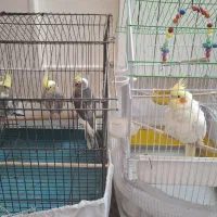 عروس هلندی