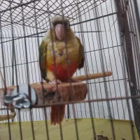 گرینچک|پرنده|بندرعباس, |دیوار