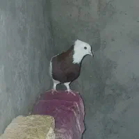 طوقی نر|پرنده|اردل, |دیوار