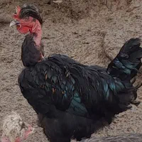 نیمچه مرغ ۳ و ۵ ماهه گردن لختی و گلپایگان