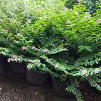 مرجان گل اناری سطل ۴|گل و گیاه طبیعی|چابکسر, |دیوار