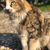 پرشین پشمالو|گربه|رشت, رشتیان|دیوار