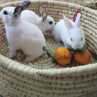 خرگوش ناز و شیطون