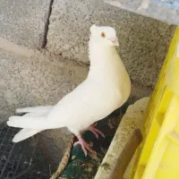 کبوتر سفید