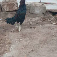 خروس لاری اصیل