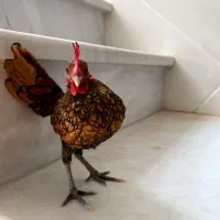خروس سبرایت