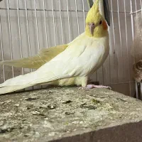 یه جفت عروس هلندی رو تخم