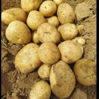 سیب زمینی عالی درجه یک سورت داده شده