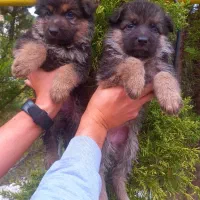 سگ ژرمن شپردشولاین موکلاسیک کینگ شاه توله(نروماده)|سگ|تهران, وردآورد|دیوار