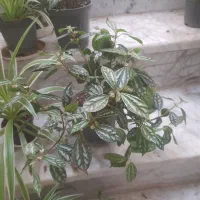 گل هندوانه ای