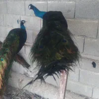 طاووس نر بالغ|پرنده|اهواز, نیوساید|دیوار