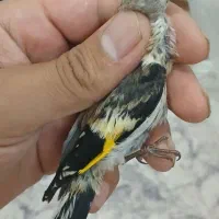 جوجه سهره بی‌نظیر شاه جوجه اصیل منطقه ملایر دیدنی