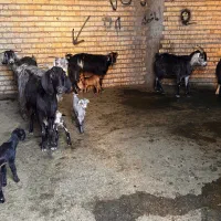 گوسفند|حیوانات مزرعه|داراب, |دیوار