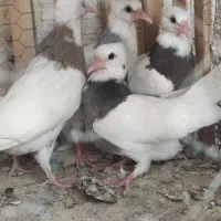 کفتر کبوتر طوقی