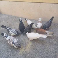 کبوتر