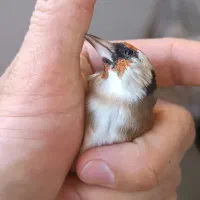 سهره