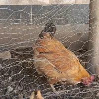 مرغ تخم گذار