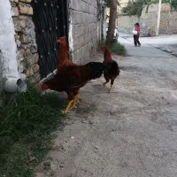 خروس|حیوانات مزرعه|مشهد, رباط طرق|دیوار