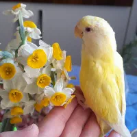 طوطی برزیلی چشم قرمز