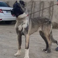 واگذاری سگ سرابی