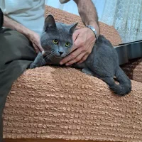 گربه اسکاتیش بلو