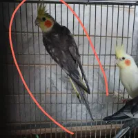 عروس هلندی نر معاوضه با ماده|پرنده|فاضل آباد, |دیوار
