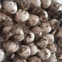 موسیر تازه