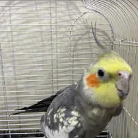 عروس هلندی نر