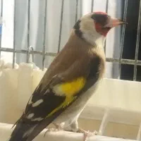 سهره ماده وقفس 2عدد