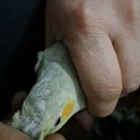 عروس هلندی دستی